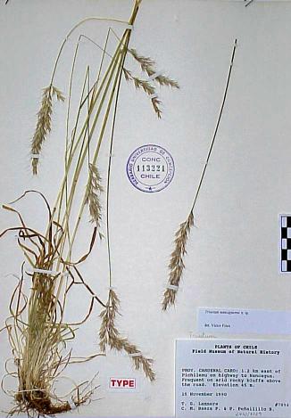 trisetum nanccaguense tipo